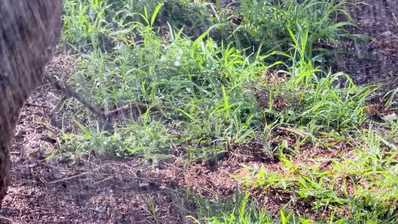 Water droplets spray over green grass and soil in backyard, sunlight creating sparkling motion effect