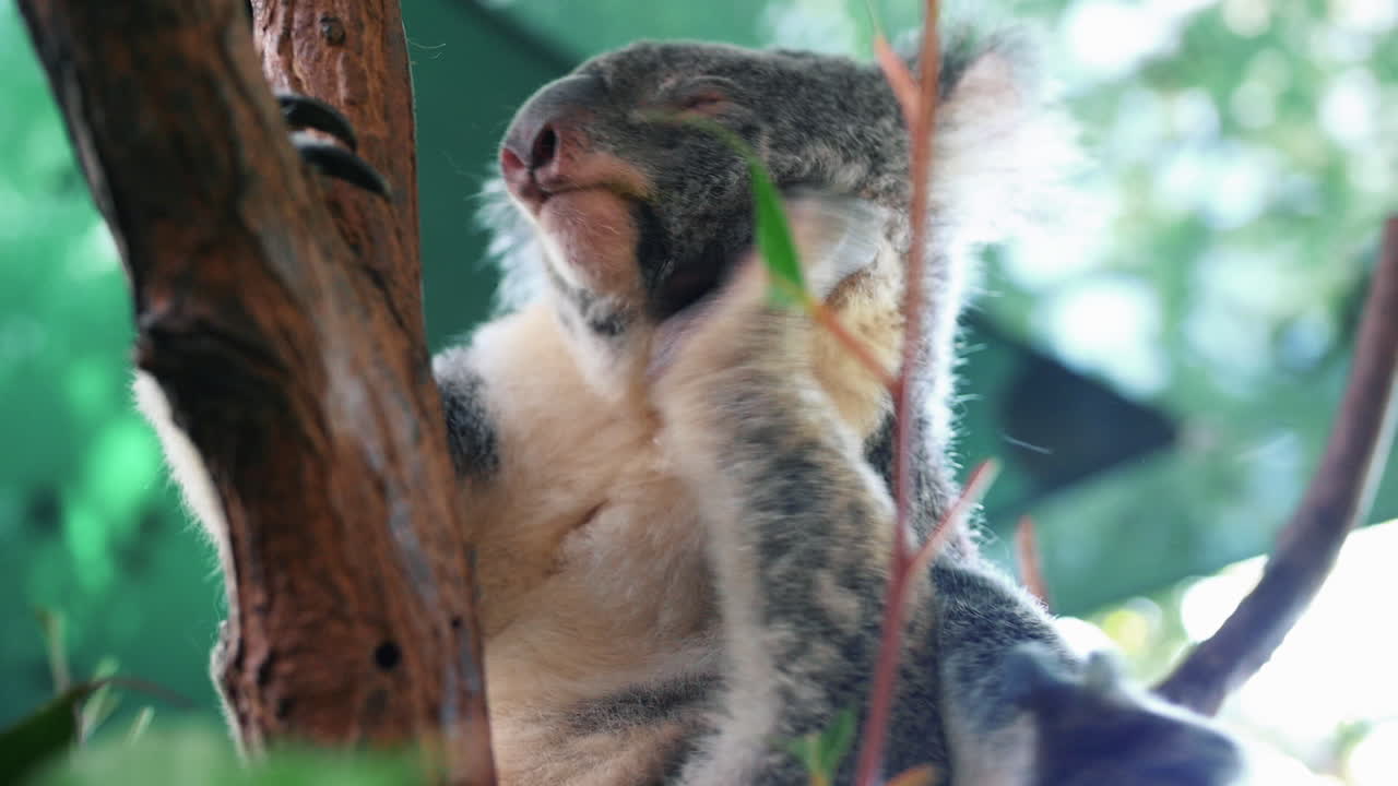 koala somnoliento rascándose en una rama de árbol dentro del zoológico - ángulo bajo, cierre