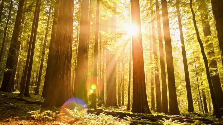 Golden sunbeams piercing through tall redwood trees in forest