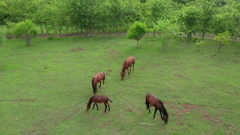 aerial drone shot of three horses and a donkey eating grass in their habitat