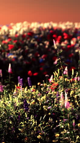 un campo de flores silvestres al atardecer