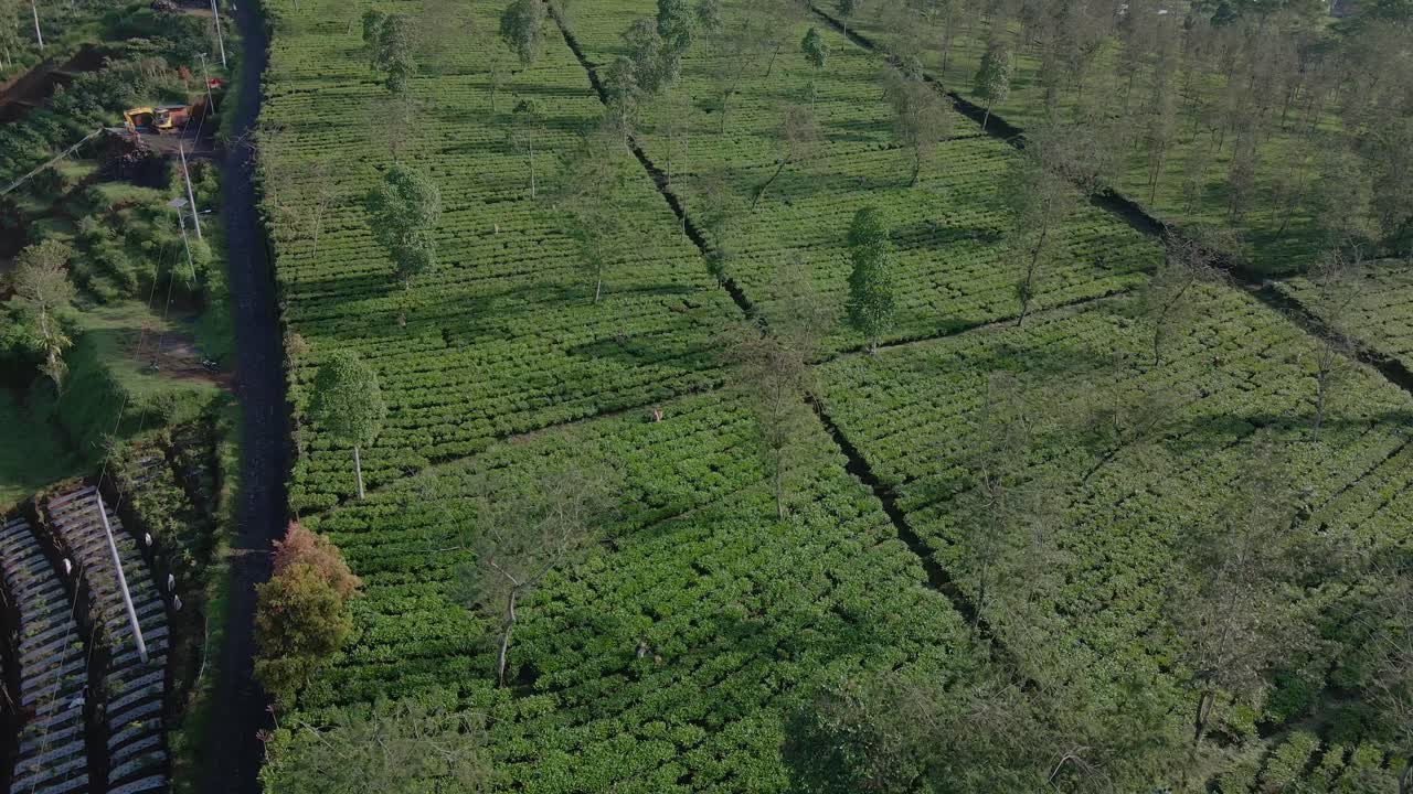 vista de avión no tripulado de un campo agrícola verde