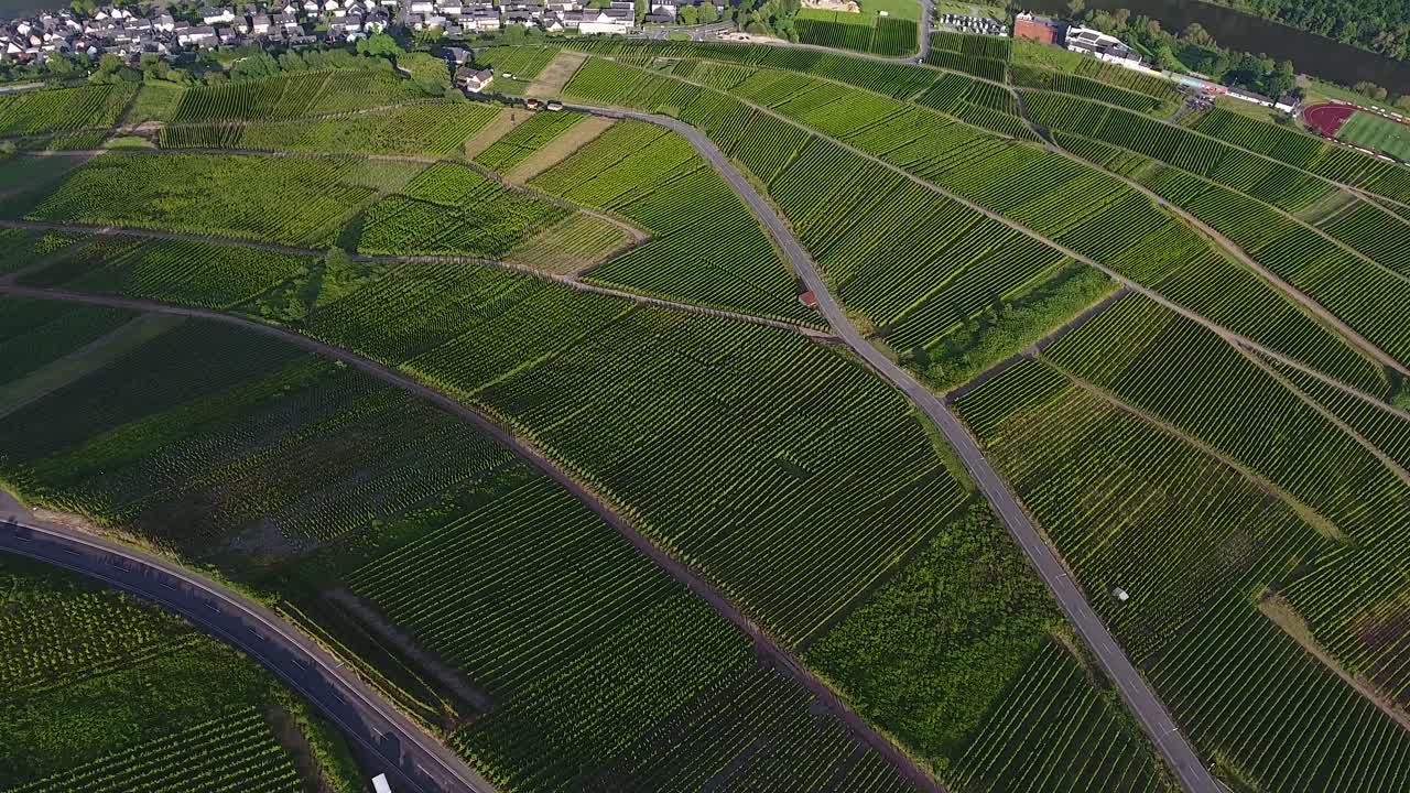 Forward bird eye drone aerial view of sunlit hop field growing green valley
