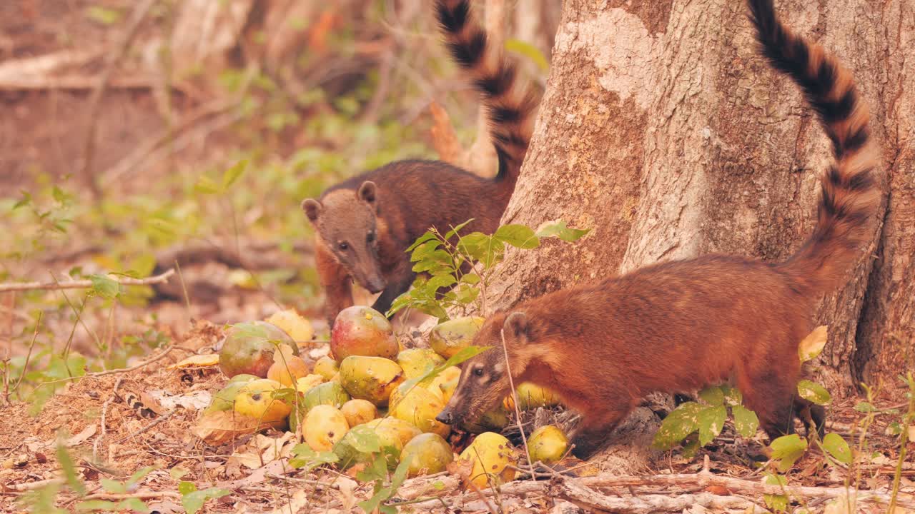 coatíes comiendo frutas, contexto: voluntarios en el pantanal ayudando a la vida silvestre después de los incendios forestales