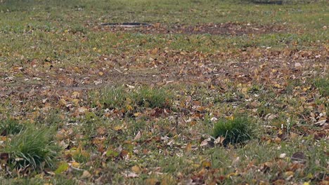 wind blows fallen leaves among grass shrubs on lawn in park