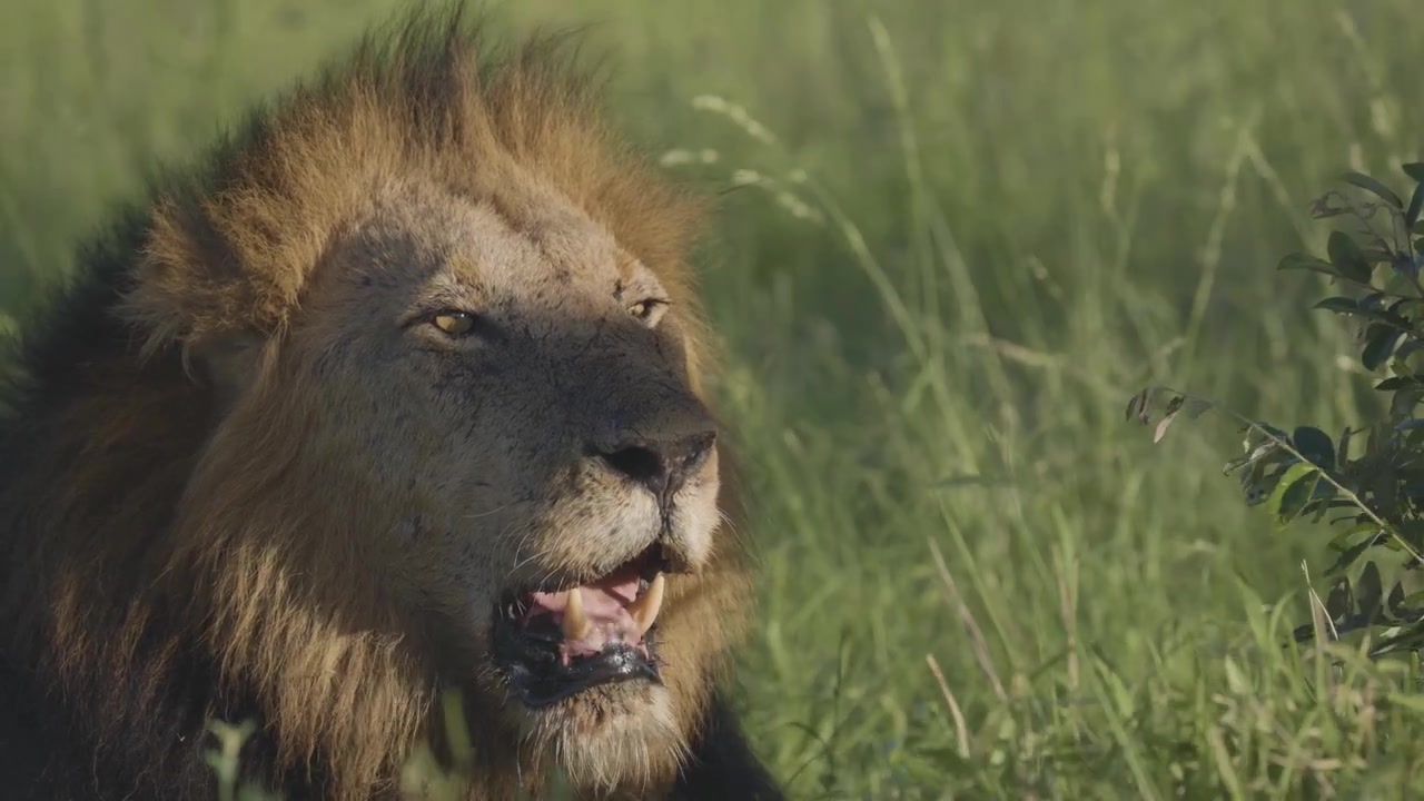 Samec lva afrického (Panthera leo) s plnou hřívou rychle dýchá v dlouhé zelené trávě, vykazující tachypnoe jako termoregulační chování v jeho přirozeném savanovém prostředí.