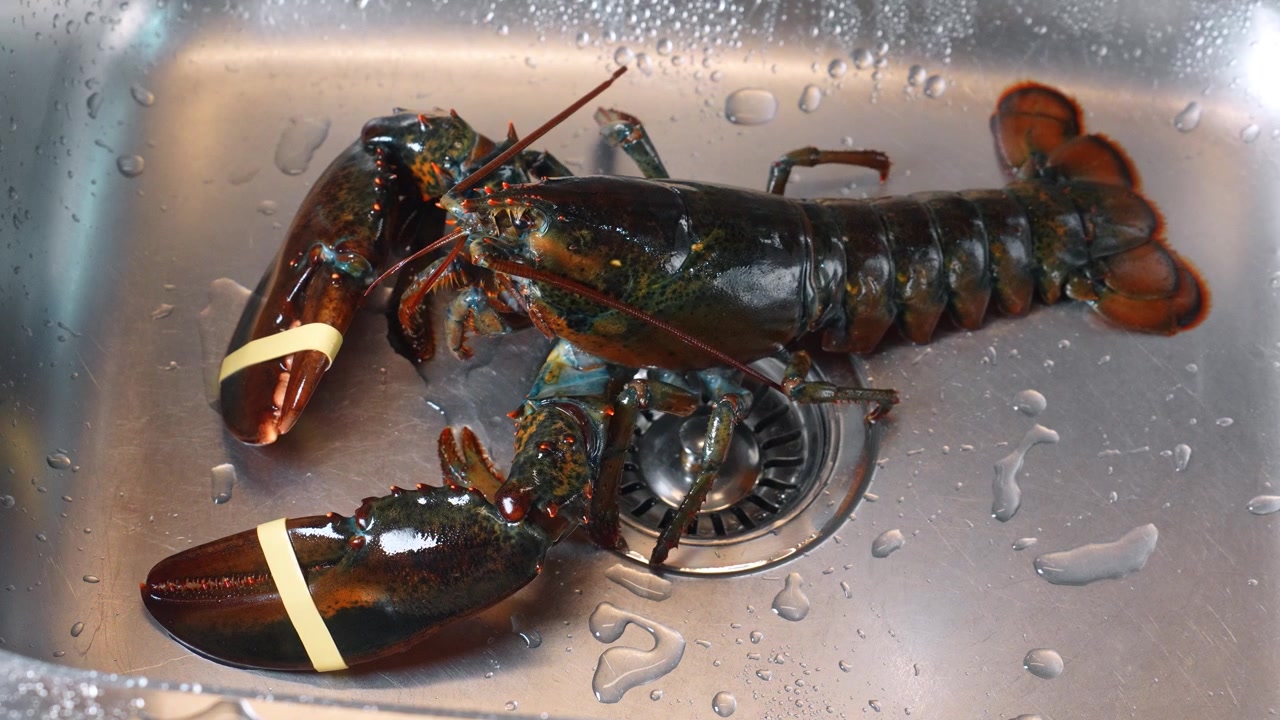 Lobster in a sink waiting for cooking in a kitchen. A lobster sits in a metal sink filled with water. It shows its large claws and vibrant colors.