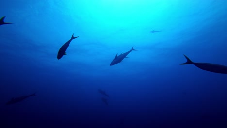 delfines y atunes cazan juntos en el océano azul