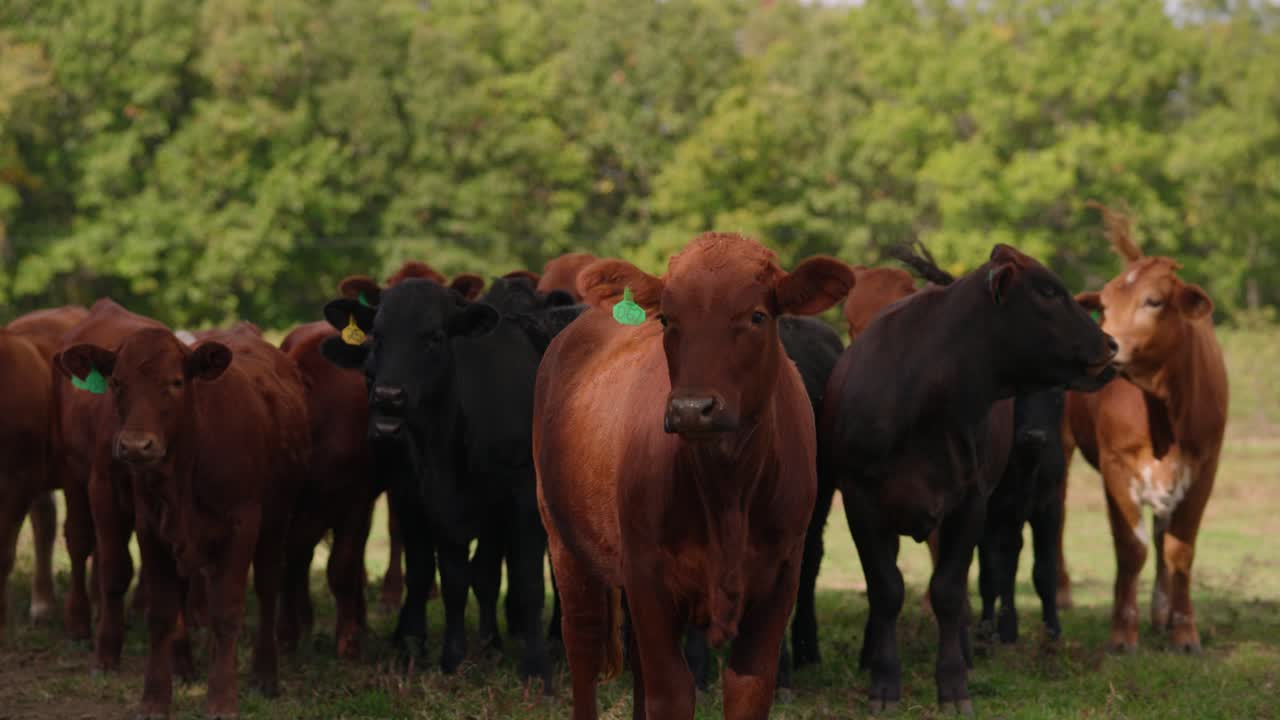 Mandria di bovini neri e marroni che avanzano al rallentatore su un pascolo in una fattoria americana