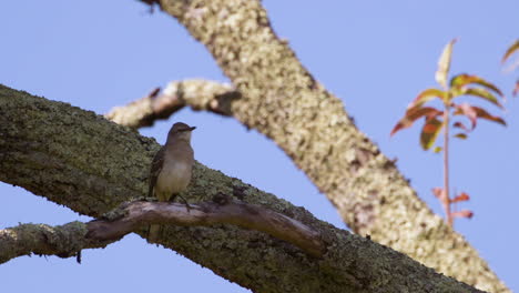 Northern-mockingbird-on-a-large-branch