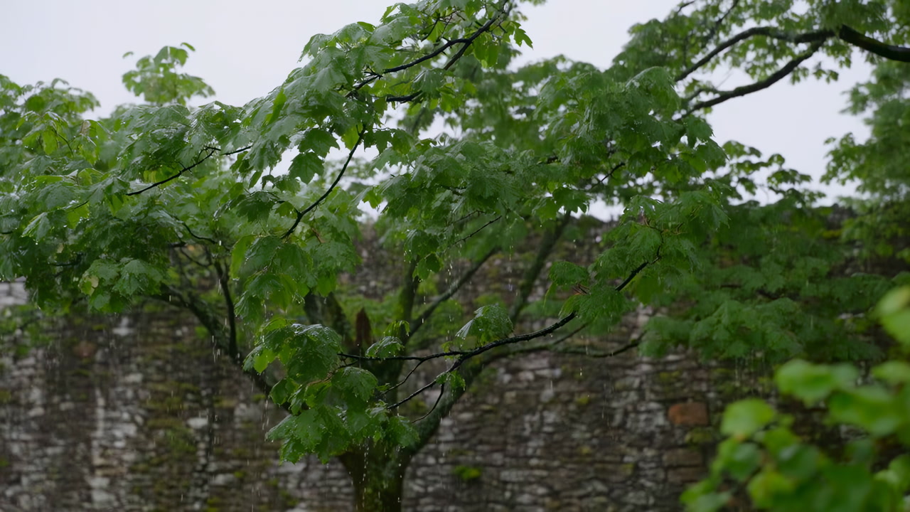 Green Leaves In Rain, Stone Wall Backdrop, Closeup Of Wet Branches With Droplets, Overcast Soft Light, Rustic