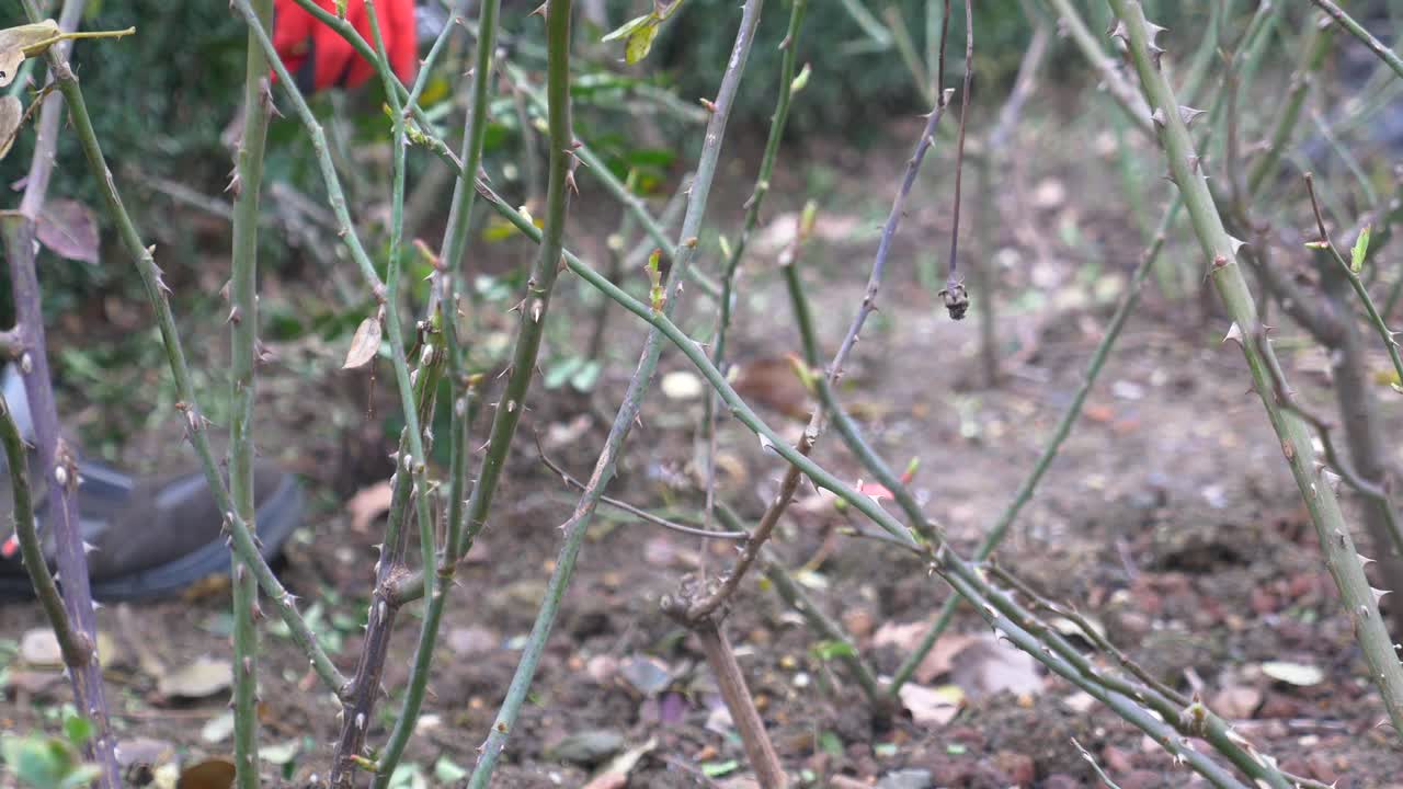 가시 가 있는 장미 덤불 의 근처