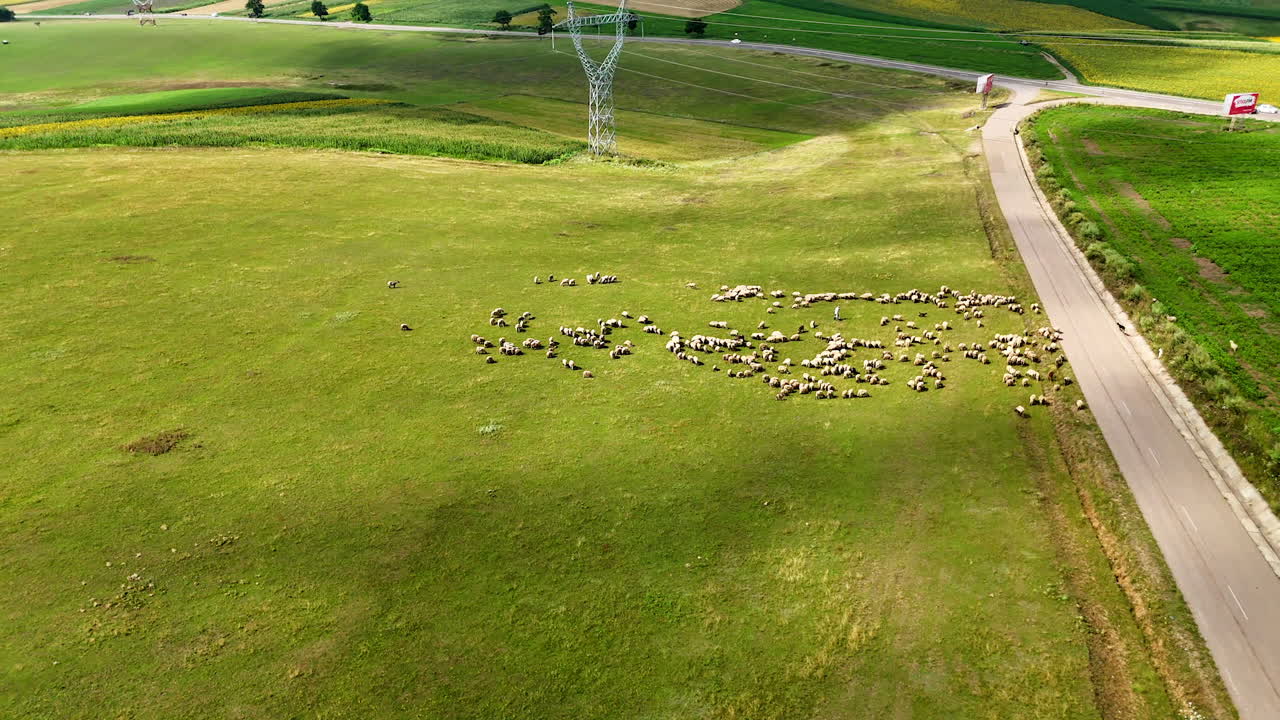 Sheep flock on rolling hills. Aerial photo of a flock of sheep grazing near power lines and road in Romania