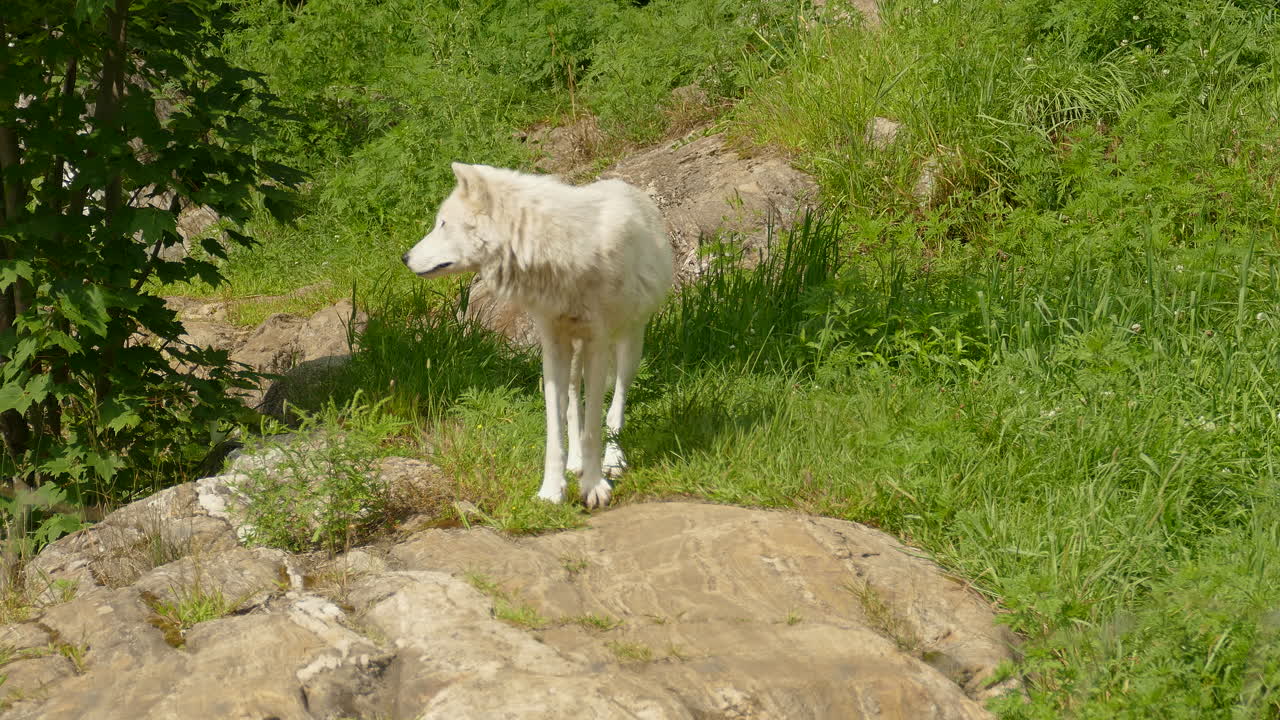 hermoso lobo ártico blanco caminando sobre hierba verde y escalando rocas, animales salvajes