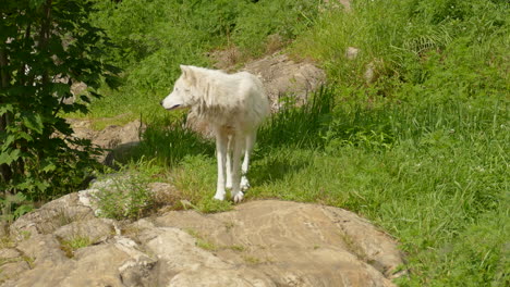 beautiful white artic wolf walking on green grass and climbing rocks, wild animals