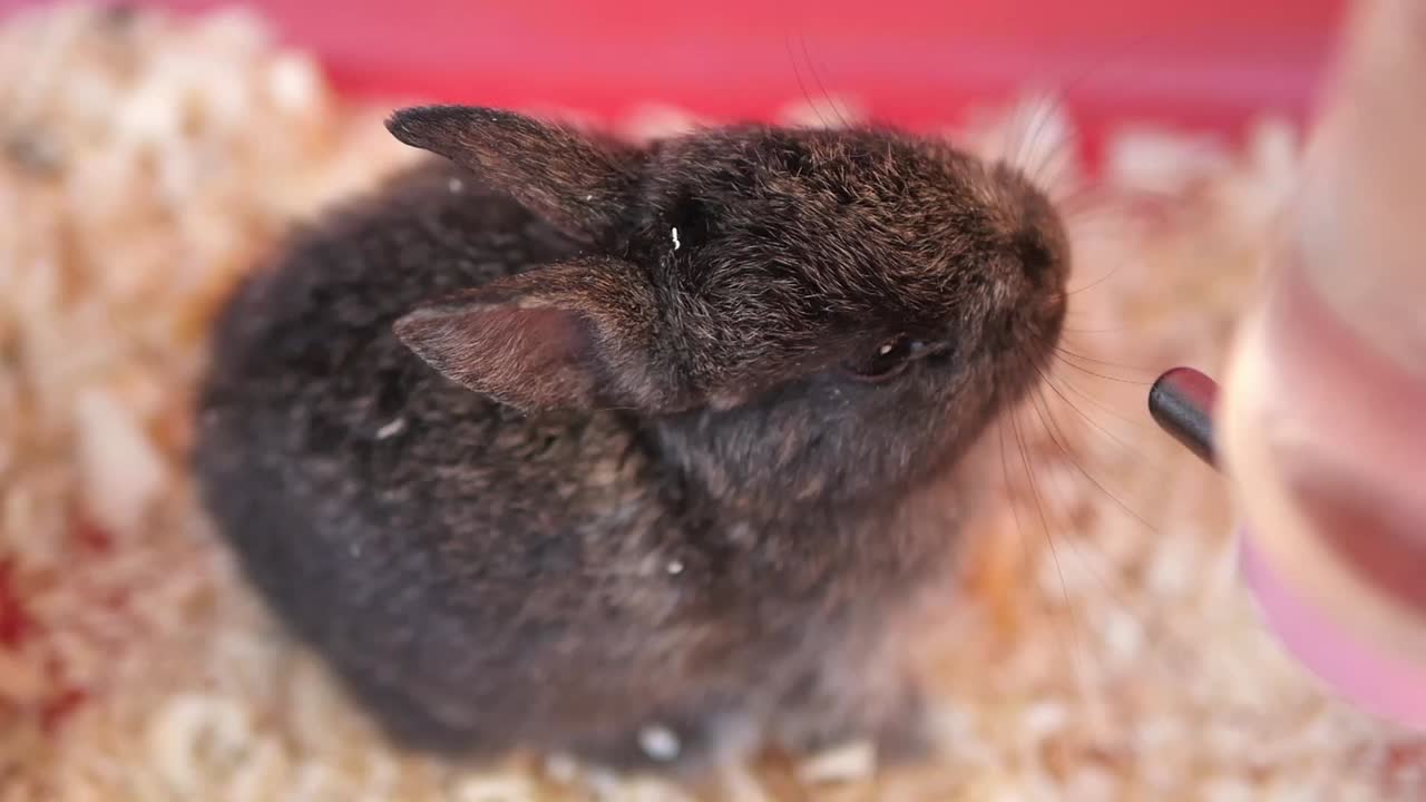 Cute Baby Rabbit in a Cage