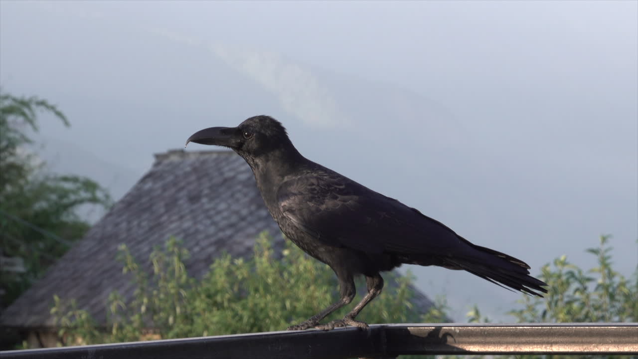 A crow or raven sitting on an iron railing.