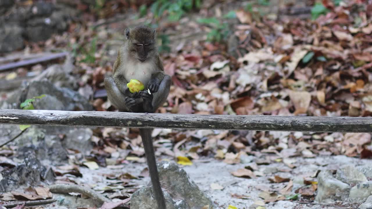 un mono se sienta y come fruta con calma
