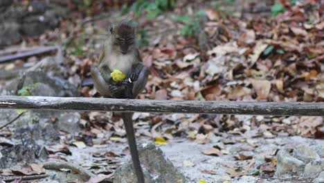 a monkey sits and eats fruit calmly