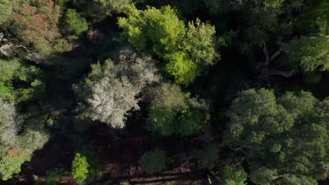drone bird's eye of northern california forest