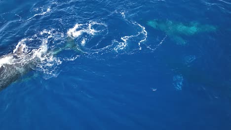 Extreme-Nahaufnahme-Eines-Neugeborenen-Walkalbs,-Das-Zum-Ersten-Mal-Schwimmen-Lernt