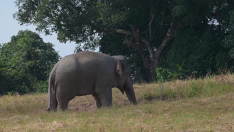 Seen-facing-to-the-right-while-feeding-at-a-minerals-station-and-then-moves-to-the-right-pointing-its-trunk-as-it-goes-away,-Indian-Elephant-Elephas-maximus-indicus,-Thailand