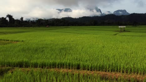vuelo bajo sobre una magnífica plantación de arroz con vibrantes campos verdes listos para la cosecha