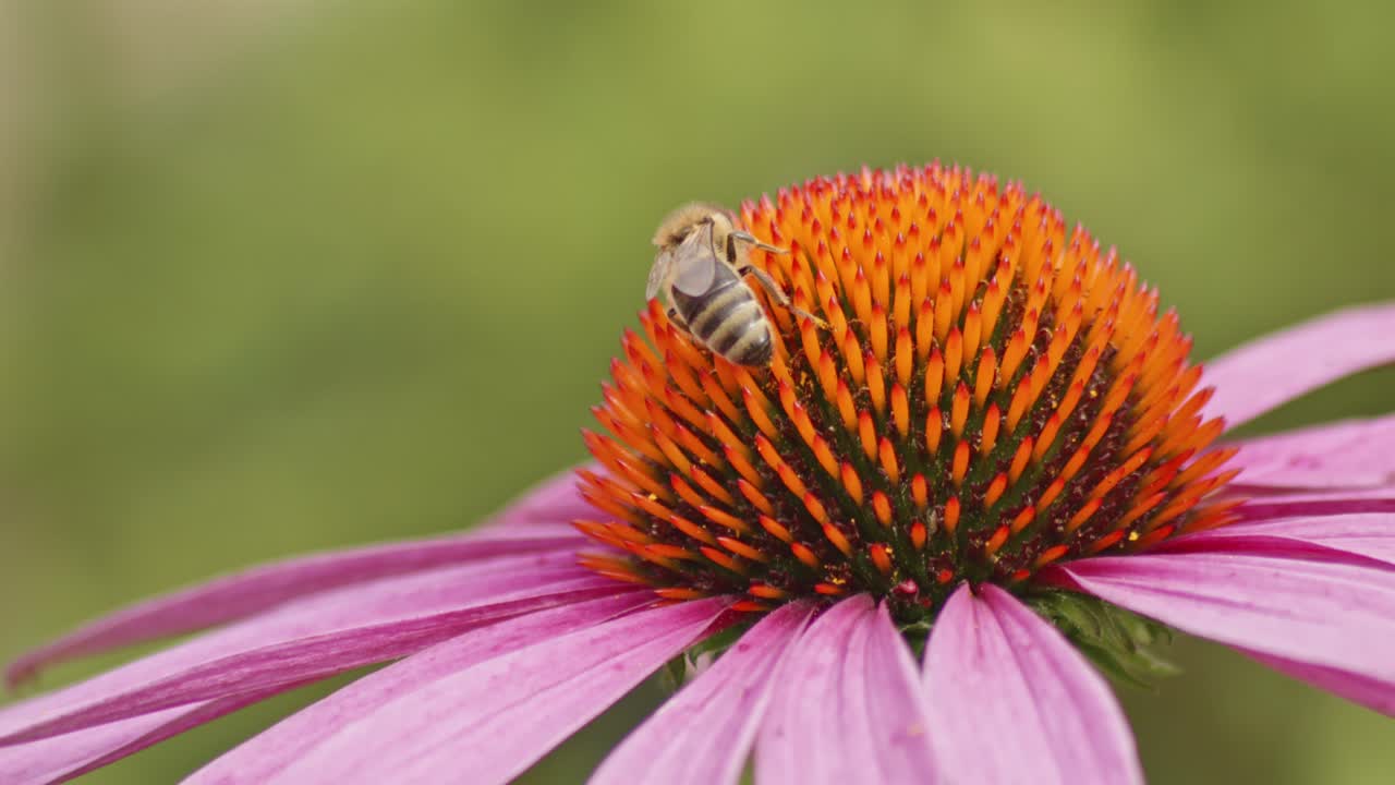 una sola abeja melífera bebiendo néctar en una flor de cono naranja contra un fondo verde borroso