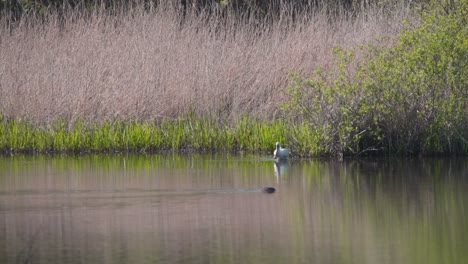 la cuchara eurasiática vadeando a lo largo de las cañas en la orilla del río, el pato flotando por
