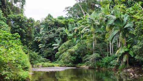 aerial footage captures lush greenery and a tranquil creek in daintree rainforest, with natural lighting and a peaceful atmosphere