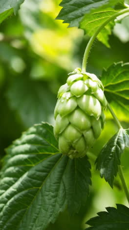 close-up of green hops