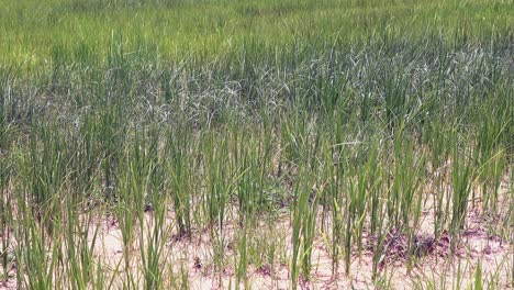 Tiro-Medio-De-Plantas-De-Arroz-En-Un-Arrozal