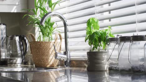 video de plantas y hierbas de pie en la cocina