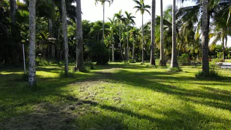 Palmendreier-In-Einem-Schönen-Hinterhof-In-Südflorida