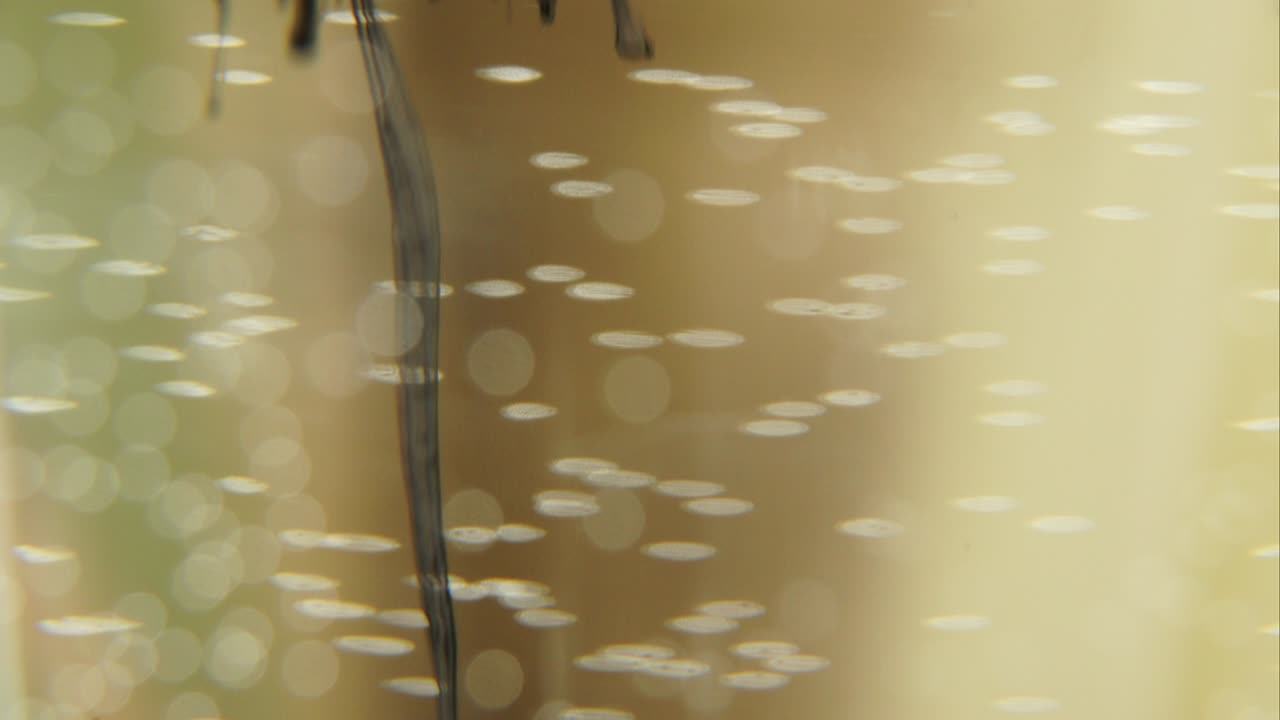 집중되지 않은 물에 있는 잉크