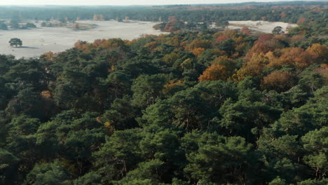 bosque denso y dunas de arena en el parque natural soesterduinen en los países bajos - toma aérea de drones