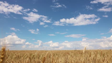 moving clouds over a field of golden wheat - timelapse