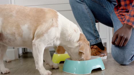 Midsection-of-african-american-man-giving-food-to-his-pet-dogs-in-kitchen-at-home,-slow-motion