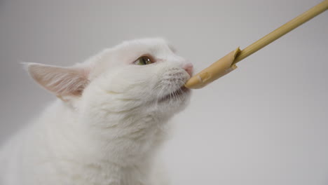 gato mordisqueando una golosina frente a un fondo blanco suave, disparo medio estático, tranquilo, en ángulo hacia abajo desde la esquina superior derecha