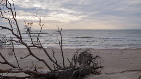 beautiful timelapse of fast moving clouds over the baltic sea coastline, evening before the sunset, nature landscape in motion, old tree in foreground, white sand beach, wide angle shot