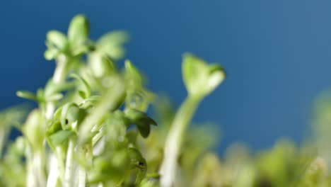 micro greens on a blue background slowly rotate