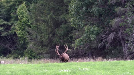 A-bull-elk-grazing-in-a-pasture-in-the-evening-light-with-the-pine-forest-in-the-background