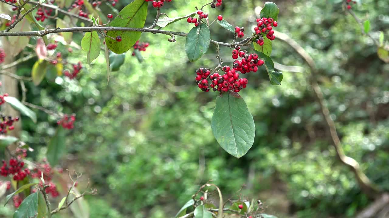 바람에 흔들리는 은 야생 베리