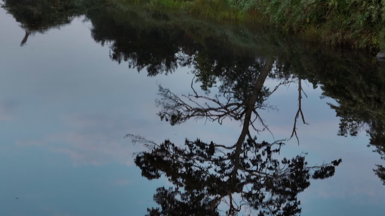 강에서 더글러스 전나무의 반사는 나뭇가지에 앉아 있는 큰 검은 매