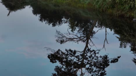 Reflection of douglas fir tree in river tilt up Great Black Hawk perched on a branch