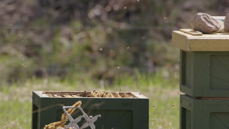 beekeeping - a swarm of bees flying around their beehive, slow motion wide shot