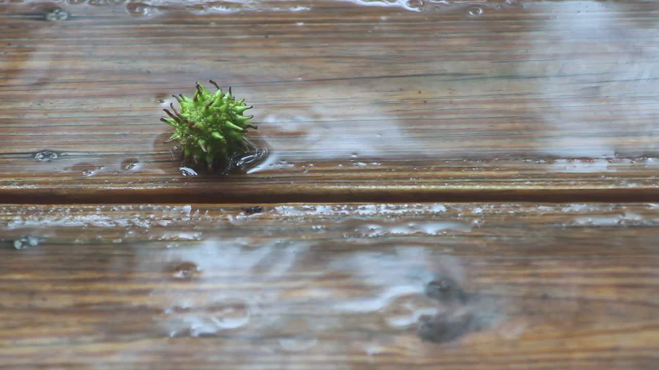lluvia cayendo sobre cubierta de madera y bola de árbol de goma dulce