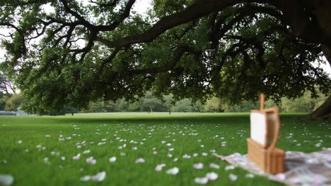 picnic under a large tree in a park