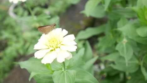 Las-Mariposas-Marrones-Se-Posan-Y-Vuelan-Después-De-Alimentarse-De-La-Hermosa-Flor-Blanca