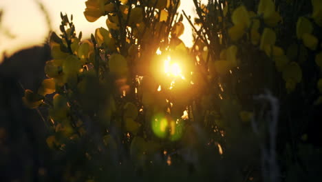 Golden-sunset-sun-shining-through-yellow-flowers-and-shrub-bush,-slow-motion